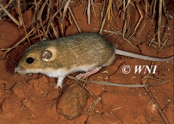 Rodents Rodentia